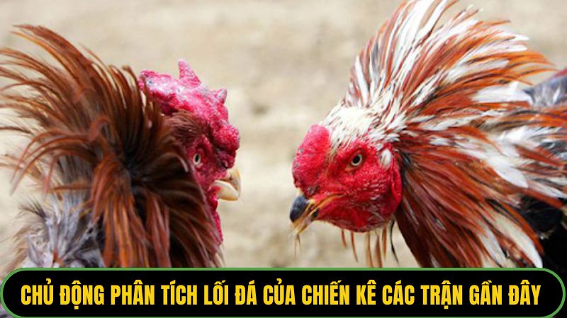 Chủ động phân tích lối đá của chiến kê các trận gần đây